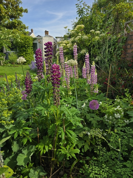 Grove Road Gardens